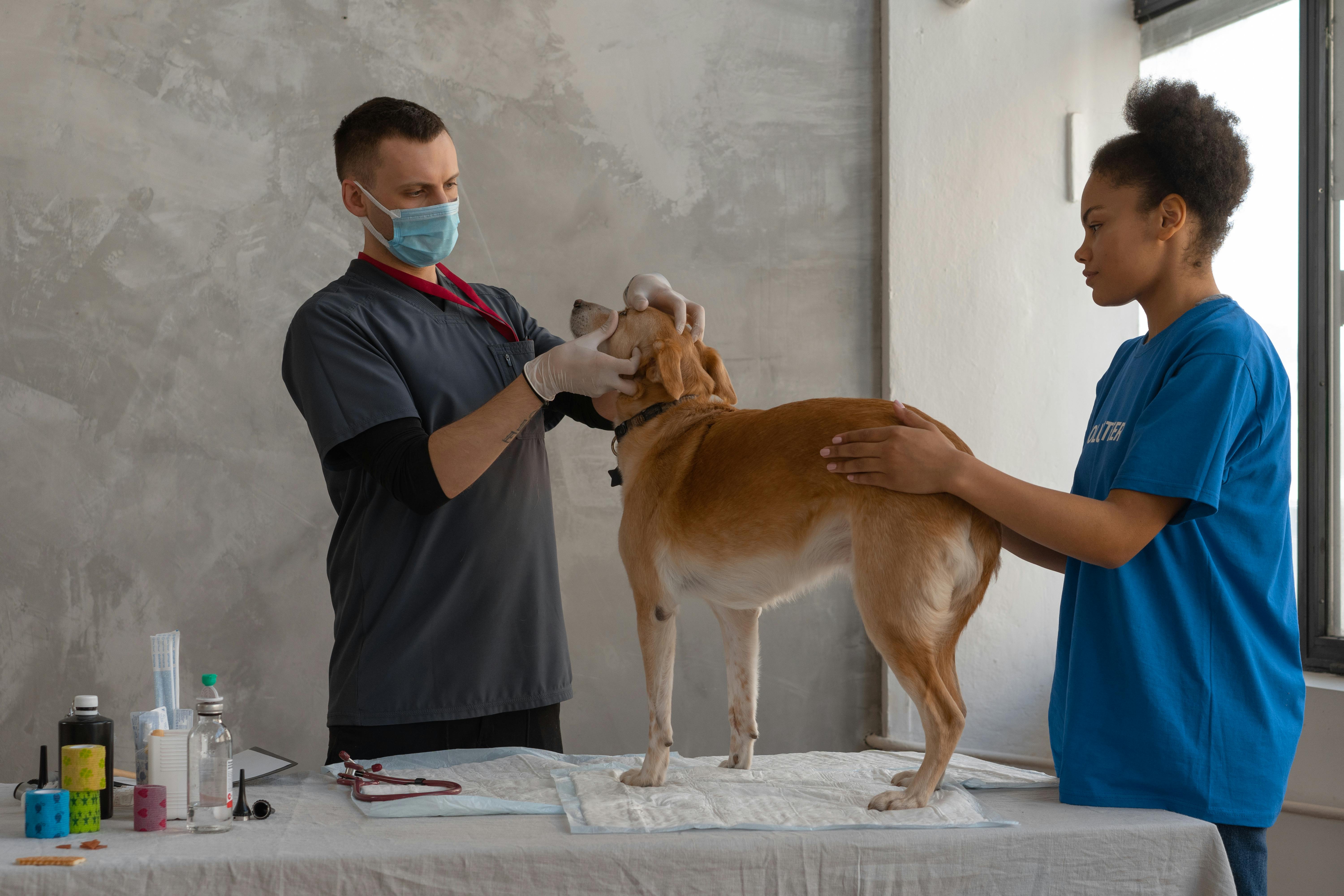 Veterinary Services in Bangalore